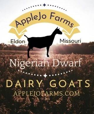 Nigerian Dwarf Dairy Goat Doelings and Bucklings For Sale