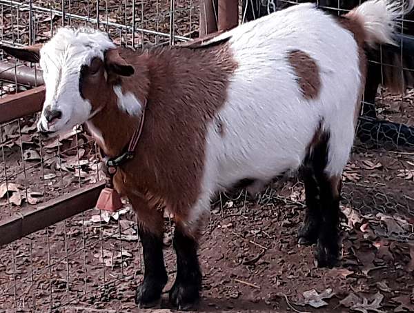 Nigerian Goat doe