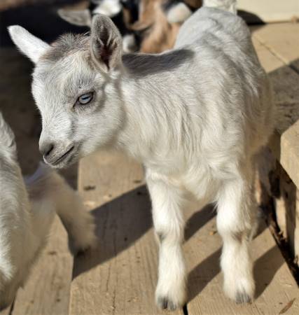 AppleJo Farms Blue Belle ADGA Registerable Doeling AppleJo Farms Blue Belle ADGA Registerable Doeling