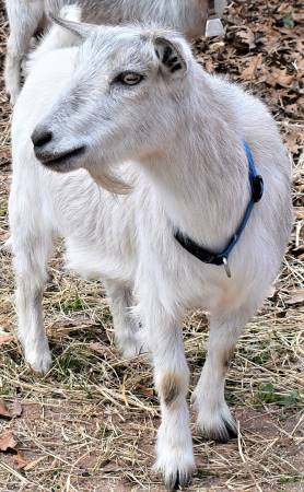 Blue Belle doe Blue Belle doe