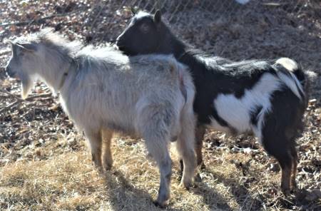 Nigerian Dwarf Dairy Goat Bucks