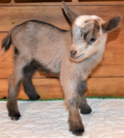  Nigerian Dairy Goats For Sale