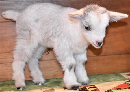Nigerian Dwarf Dairy Goat Buckling Nigerian Dwarf Dairy Goat Buckling