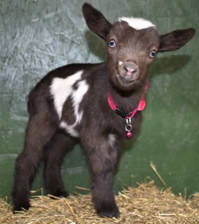 AppleJo Farms Nigerian Dwarf Dairy Goat Kids