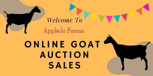 AppleJo Farms Auction Nigerian Goats