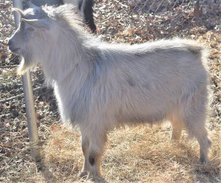 nigerian dwarf goats buck