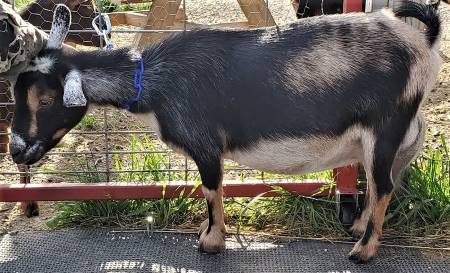 Nigerian Dwarf Dairy Goat Nigerian Dwarf Dairy Goat