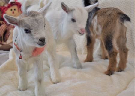 Polioencephalomalacia in Goats