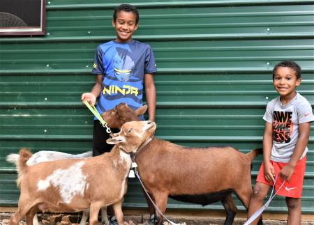 Nigerian Dwarf Dairy Goats