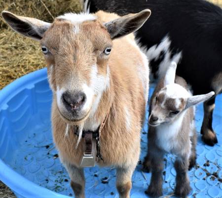 Hypomagnesemia in Goats  (Grass Tetany, Lactation Tetany, Milk Tetany)