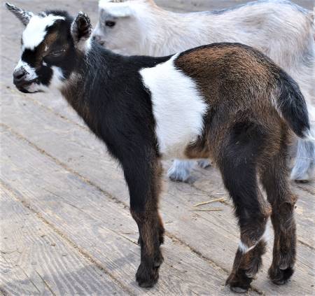 Purebred Nigerian Dwarf Dairy Goat Buckling
