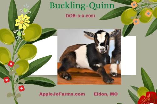 Quinn comes with stunning Superior Genetics and Championship bloodlines 