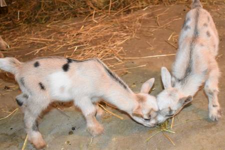 Nigerian Dwarf Dairy Goat Doelings and Bucklings For Sale