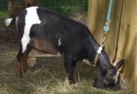 Nigerian Goat Buck