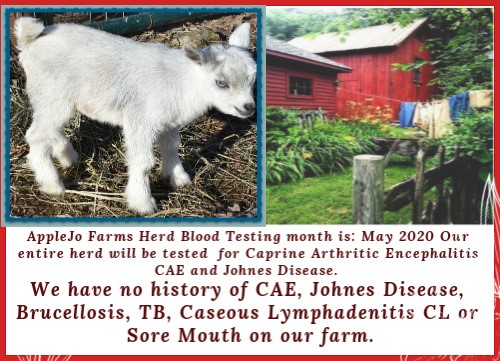 cause caprine arthritis encephalitis in goats