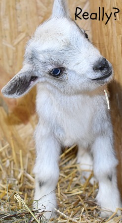 For goats, the Clostridium Perfringens Types C and D and Tetanus (CDT) vaccine is one of the most crucial vaccines in the herd health program.