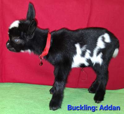 Nigerian Dwarf Dairy Goat Buckling For Sale in Missouri|solid genetics which makes Johnny an excellent sire for your herd, AppleJo Farms Goats for sale in Missouri