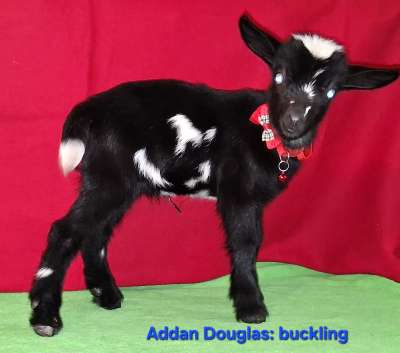 Nigerian Dwarf Dairy Goat Buckling For Sale in Missouri|solid genetics which makes Johnny an excellent sire for your herd, AppleJo Farms Goats for sale in Missouri