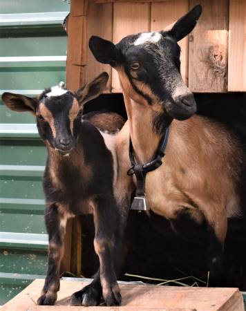 Classy Nigerian Dwarf Dairy Goat Doe