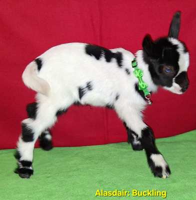 Alasdair buckling