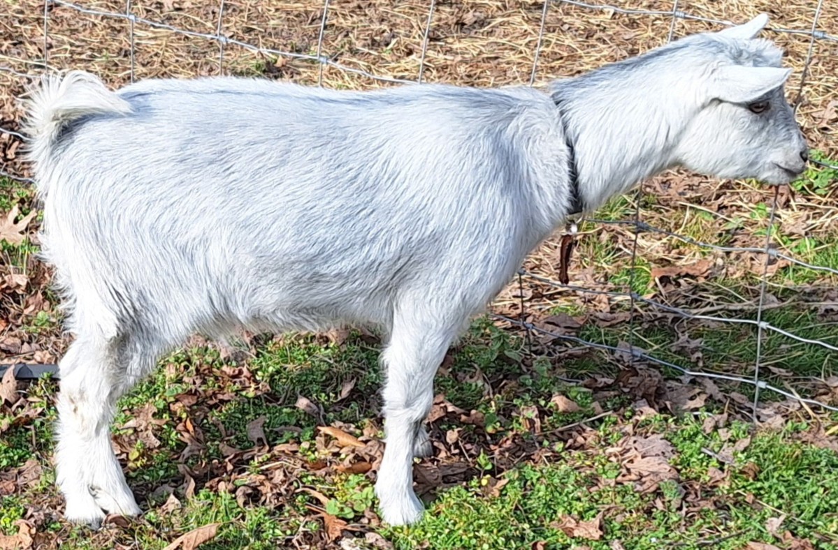 Annie 2026 Kona's girl