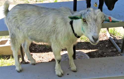 AppleJo Farm announces the sale of 2025 Kids:  Flat Rocks Callums' Silvers: Annie & Tucker!  Are traveling to their new owner,  all the way to Saudi Arabia!!! Left May 11, 2026