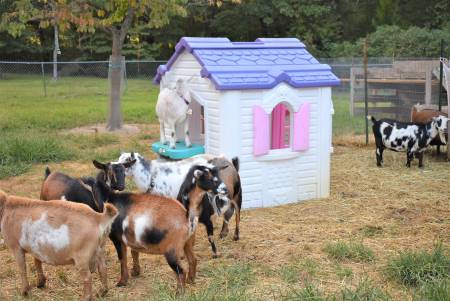 What are the Medications and treatment products you need to have on hand at all times for your goats?