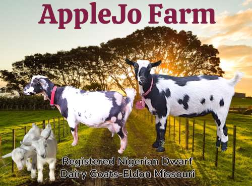 Missouri Nigerian Dwarf Dairy Goats AppleJo Farms Eldon Missouri