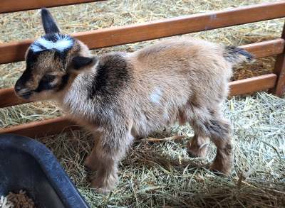 Apple Blossom-Petunia