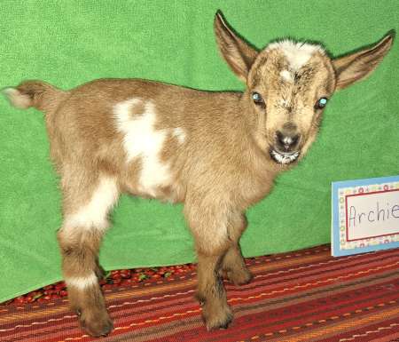 AppleJo Farms kids have begun arriving!  Does in Milk available also. Young does ready to breed available also. AppleJo Farms, Eldon 417-665-8996 Text first please. Email: buyapplejofarmsgoats@gmail.com Archie available for reservation now.