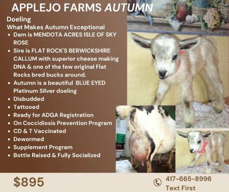 Nigerian Dwarf Dairy Goat Kids For Sale