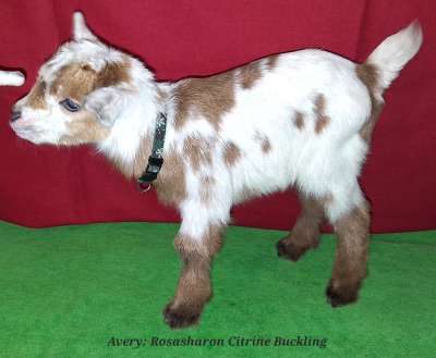 AppleJo Farms Nigerian Dwarf Dairy Goat Buckling For Sale in Missouri