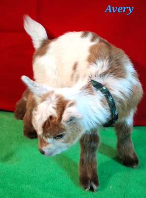 AppleJo Farms Nigerian Dwarf Dairy Goat Buckling For Sale in Missouri