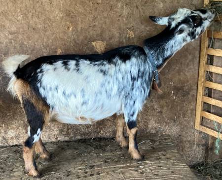 Nigerian Goat