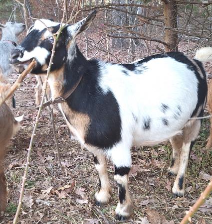 applejo farms nigerian goats