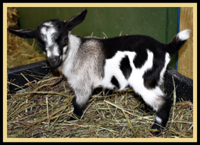 AppleJo Farms New Homestead Goat Store