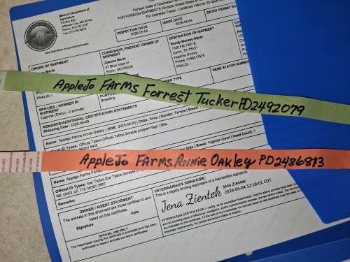AppleJo Farm announces the sale of 2025 Kids:  Flat Rocks Callums' Silvers: Annie & Tucker!  Are traveling to their new owner,  all the way to Saudi Arabia!!! Left May 11, 2026