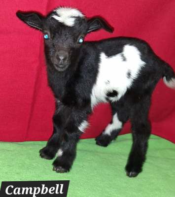 AppleJo Farms  Nigerian Goats for sale in Missouri 