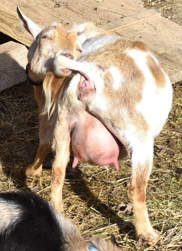 Can a goat form an udder without being pregnant? A goat can form an udder without being pregnant. This is called pseudopregnancy or false pregnancy. It can be caused by a hormonal imbalance, stress, or even just coming into contact with a baby goat. The goat’s brain is tricked into thinking it’s pregnant and will start to produce milk.  The udder will swell just like it would if the goat was pregnant and about to give birth. Pseudopregnancy is not harmful to the goat and usually goes away on its own after a few weeks.