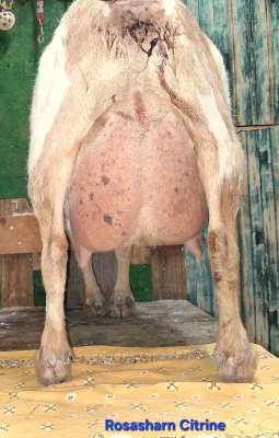 AVERY'S DAM'S UDDER BELOW