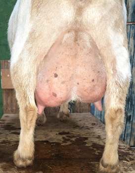 Rosasharn's WS Citrine 