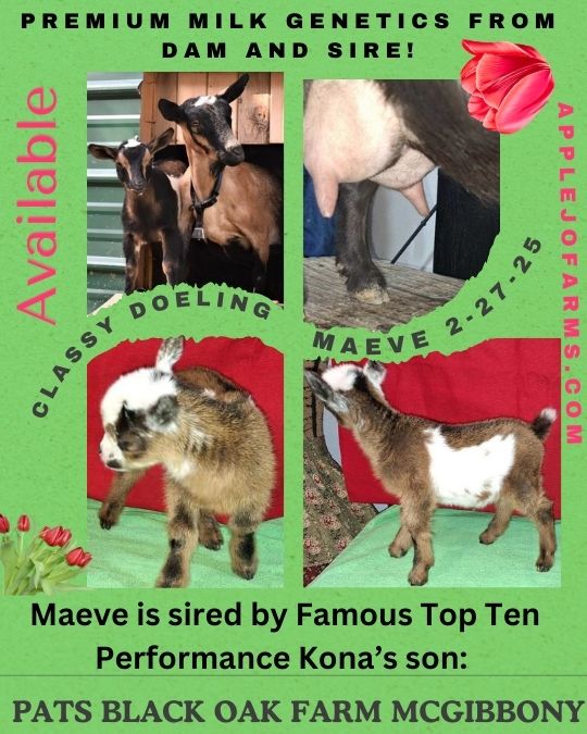 AppleJo Farms Maeve-For Sale