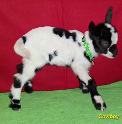 AppleJo Farms Cowboy Up