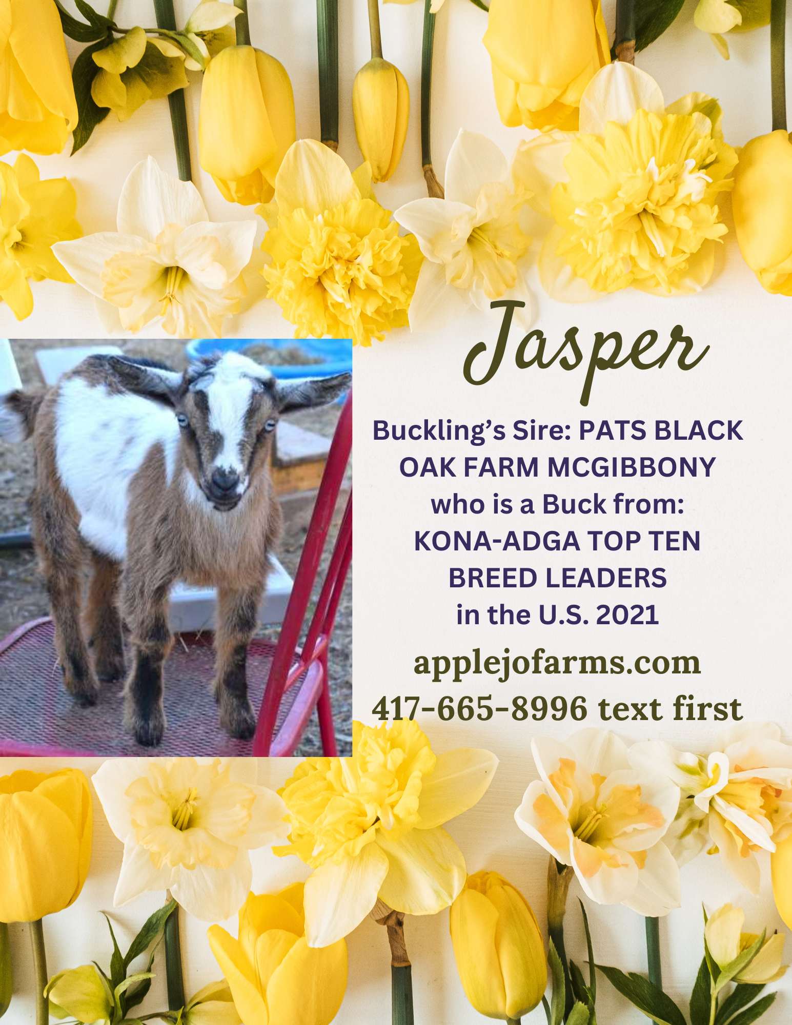 AppleJo Farms- Eldon MO 1 Blue Eyed sweet natured buckling with a knockout sire! 417-665-8996 link to website page: https://applejofarms.com/item_172/Jasper-Bellas-Buckling.htm