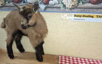 Daisy-Doeling For Sale