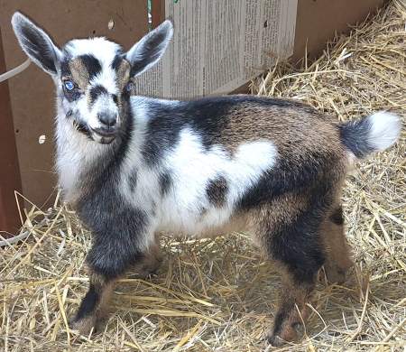 Missouri baby goat Danny Boy for sale