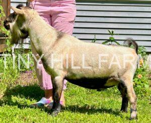 ELITE Buck SG Tiny Hill Farm MoonageDaydream *B – David