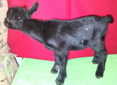 Diego-Buckling/Wether  Diego will be sold either unregistered for $195 or  registered for $350.