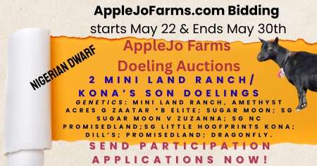 Doeling Auctions Now!