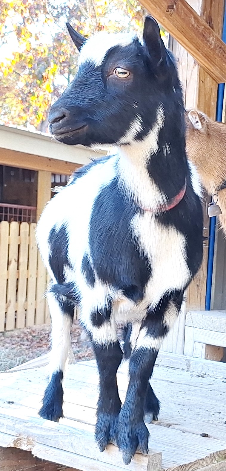 nigerian dairy goats for sale